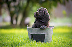 English Cocker Spaniel Welpe im Eimer