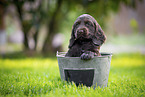 English Cocker Spaniel Welpe im Eimer