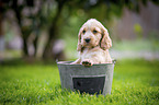 English Cocker Spaniel Welpe im Eimer