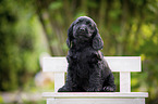 sitzender English Cocker Spaniel Welpe