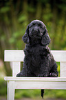 sitzender English Cocker Spaniel Welpe