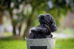 English Cocker Spaniel Welpe im Eimer