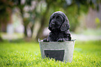 English Cocker Spaniel Welpe im Eimer