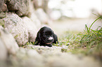liegender English Cocker Spaniel Welpe