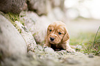 liegender English Cocker Spaniel Welpe