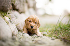 sitzender English Cocker Spaniel Welpe