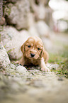 sitzender English Cocker Spaniel Welpe