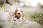 liegender English Cocker Spaniel Welpe