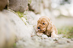 liegender English Cocker Spaniel Welpe