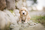 sitzender English Cocker Spaniel Welpe