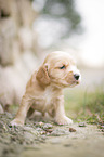 English Cocker Spaniel Welpe