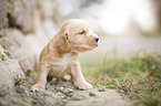 English Cocker Spaniel Welpe