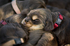 English Cocker Spaniel Welpen