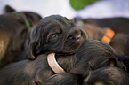 English Cocker Spaniel Welpen