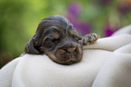 liegender English Cocker Spaniel Welpe
