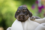 liegender English Cocker Spaniel Welpe