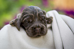 liegender English Cocker Spaniel Welpe