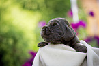 liegender English Cocker Spaniel Welpe