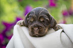 liegender English Cocker Spaniel Welpe