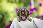liegender English Cocker Spaniel Welpe