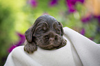 liegender English Cocker Spaniel Welpe