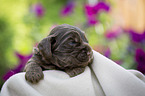 liegender English Cocker Spaniel Welpe