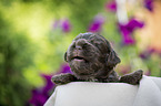 liegender English Cocker Spaniel Welpe