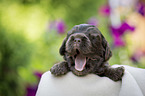 liegender English Cocker Spaniel Welpe