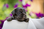 liegender English Cocker Spaniel Welpe