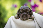liegender English Cocker Spaniel Welpe