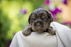 liegender English Cocker Spaniel Welpe