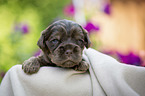 liegender English Cocker Spaniel Welpe