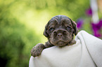 liegender English Cocker Spaniel Welpe