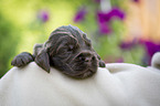 liegender English Cocker Spaniel Welpe
