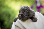 liegender English Cocker Spaniel Welpe