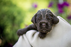 liegender English Cocker Spaniel Welpe