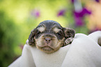 liegender English Cocker Spaniel Welpe