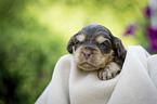 liegender English Cocker Spaniel Welpe