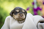 liegender English Cocker Spaniel Welpe