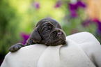 liegender English Cocker Spaniel Welpe