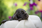 liegender English Cocker Spaniel Welpe