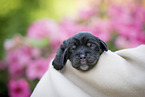 neugeborener English Cocker Spaniel Welpe