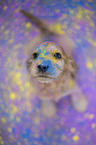 English Cocker Spaniel Welpe mit Holifarben