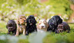 English Cocker Spaniel Welpen