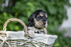 English Cocker Spaniel Welpe im Krbchen