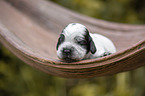 English Cocker Spaniel Welpe auf Palmblatt