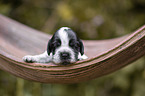 English Cocker Spaniel Welpe auf Palmblatt