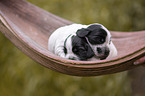 English Cocker Spaniel Welpe auf Palmblatt