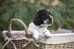 English Cocker Spaniel Welpe im Krbchen