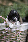 English Cocker Spaniel Welpe im Krbchen